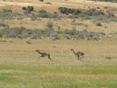 two.male.guanacos.jpg