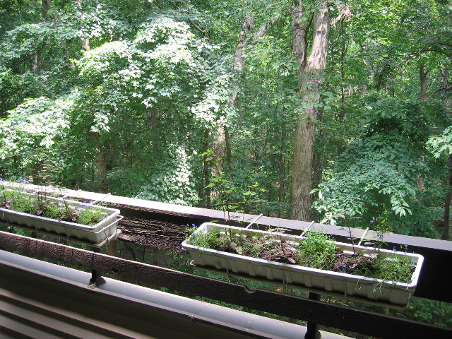 view.left.from patio.jpg